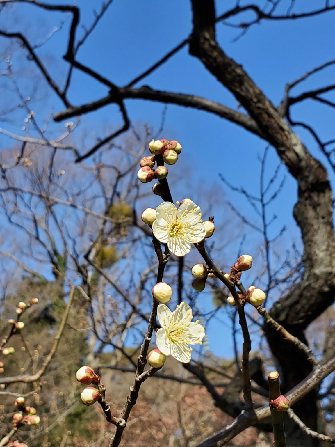 2021　神奈川県公立高校入試