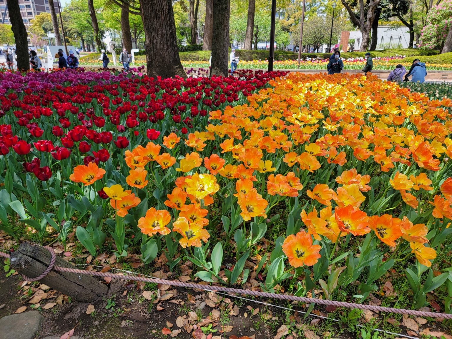 2023　ひざくら学習塾正社員　アルバイト募集