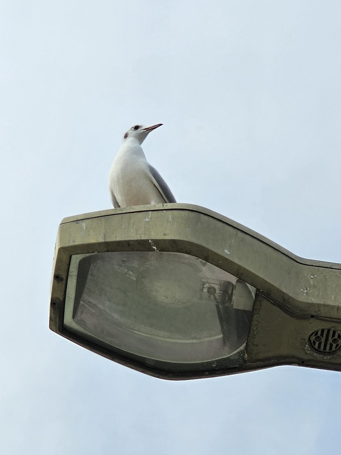 2024年　ひざくら学習塾　講師募集