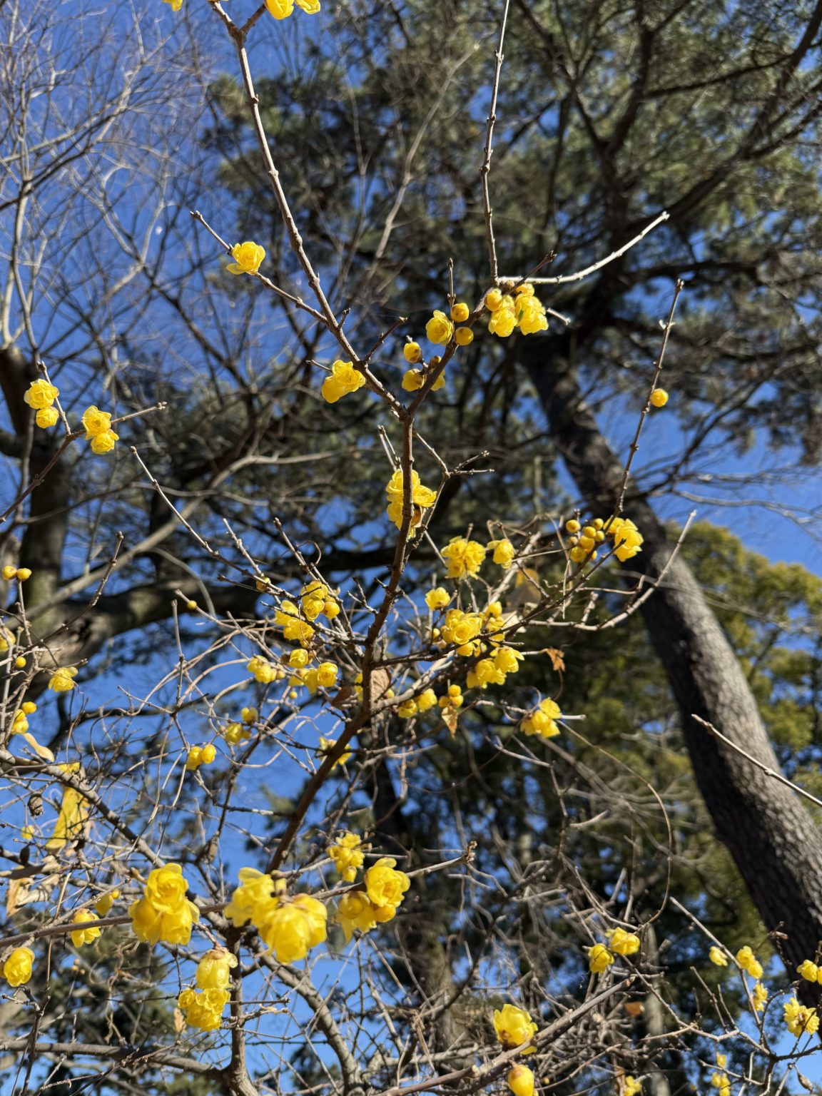 2025　大学入学共通テスト