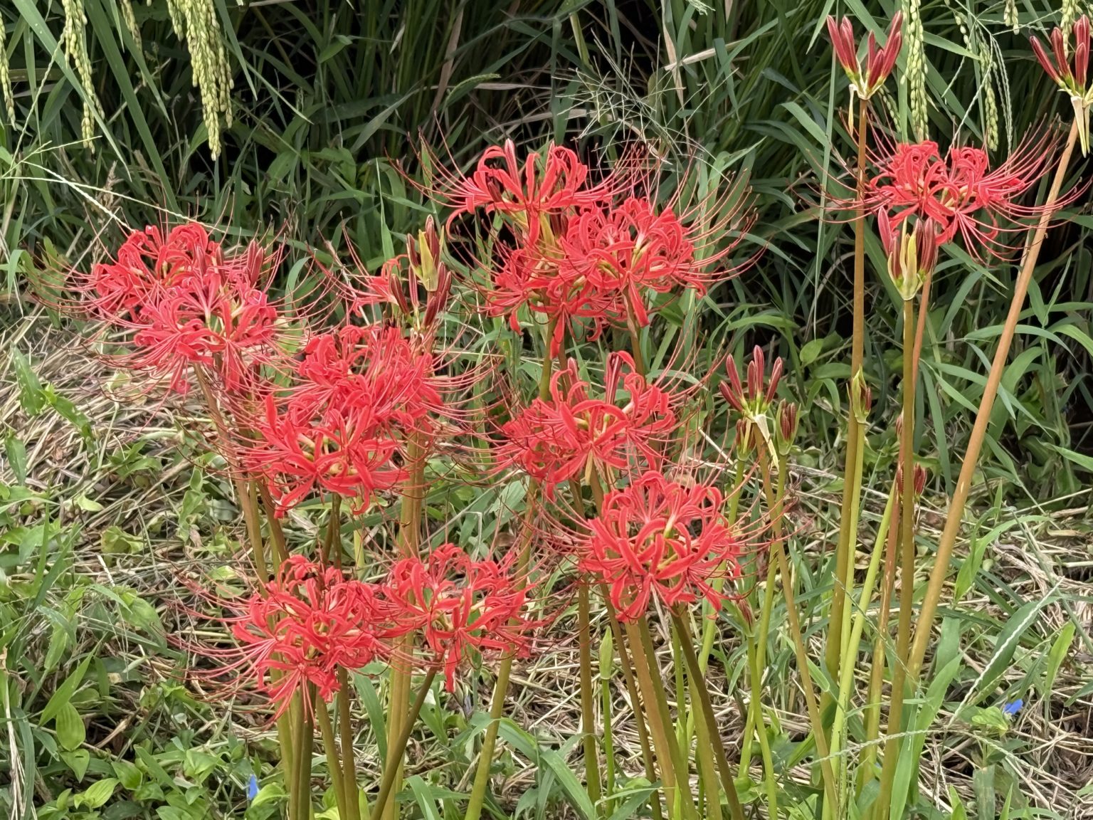 勉強の裏技　106「素直な気持ち」