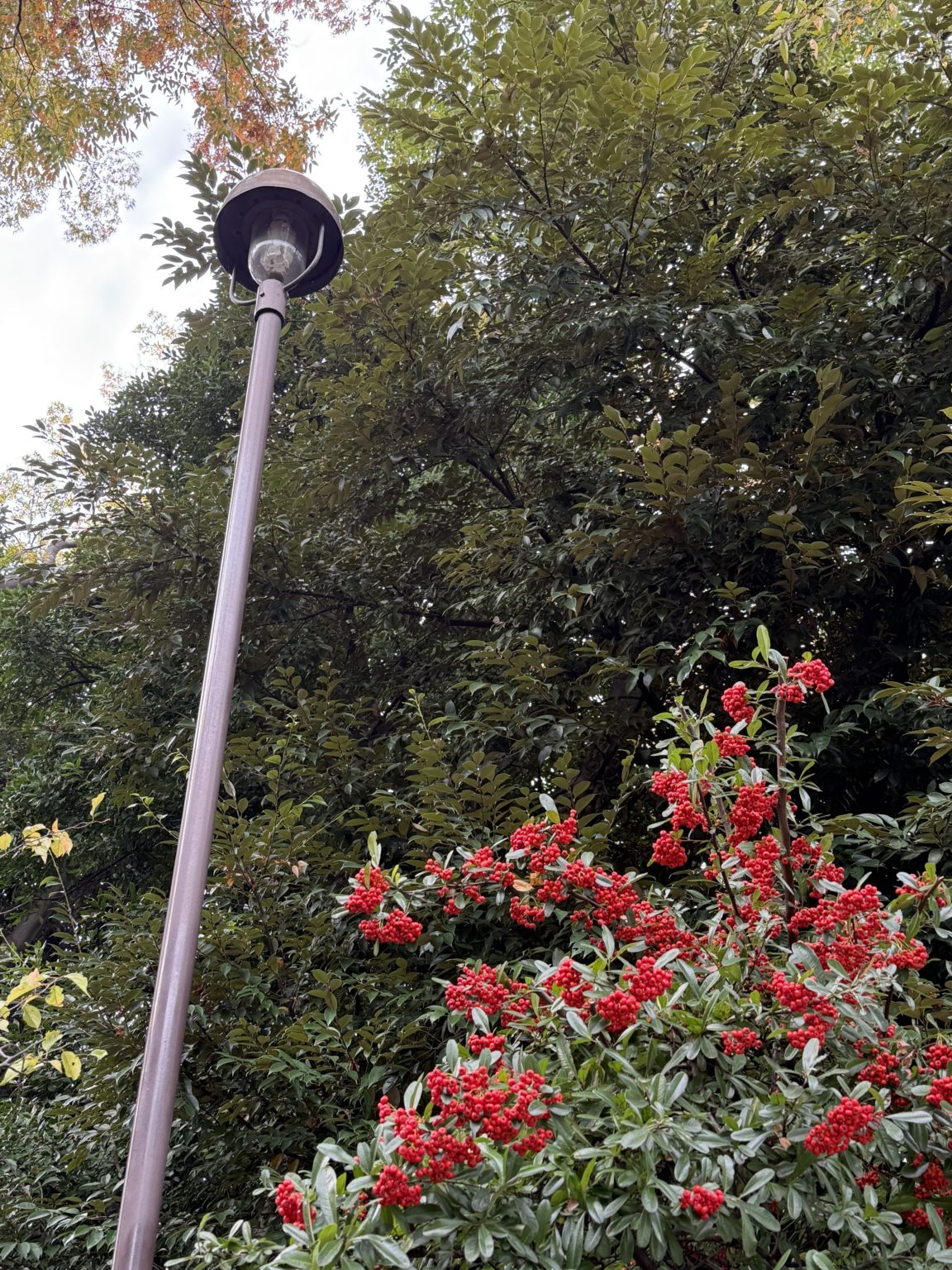 2025　冬期講習のお知らせ