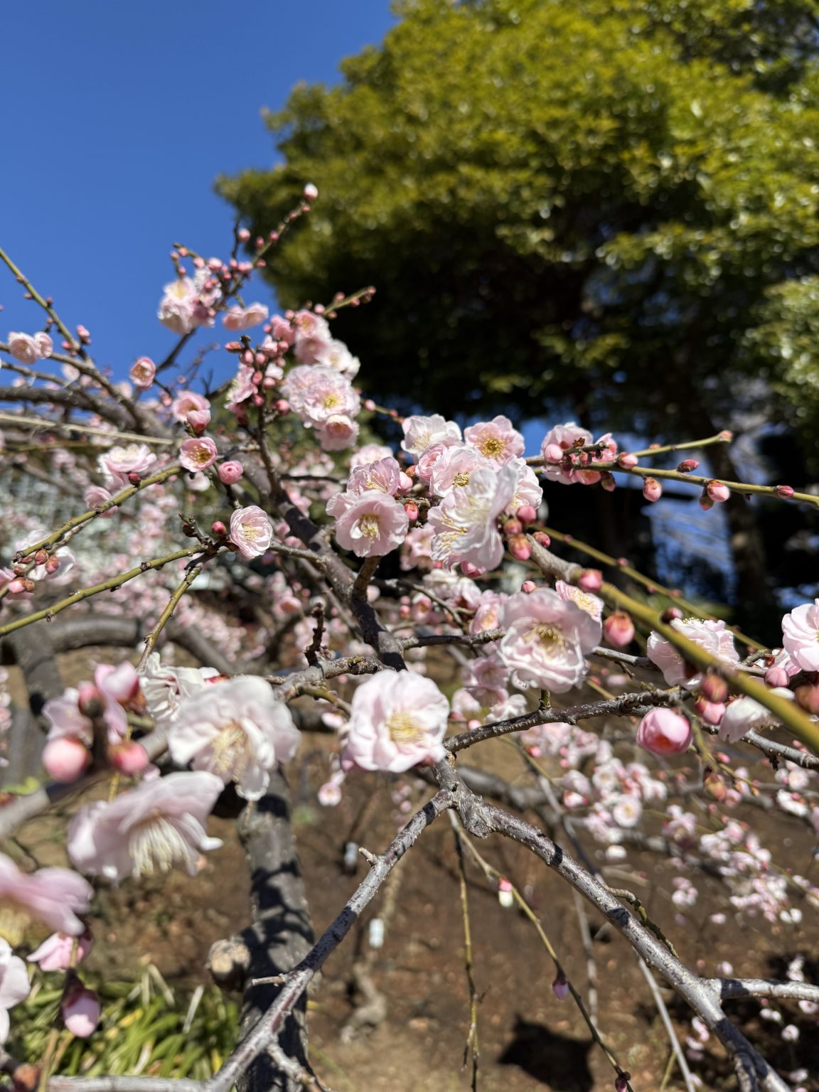 2026　合格速報　3